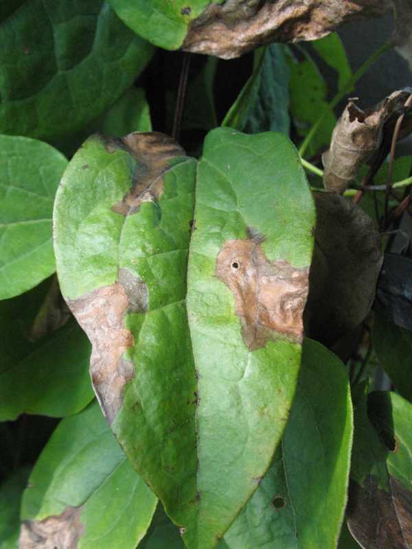 Bacterial spots, blights, and rots